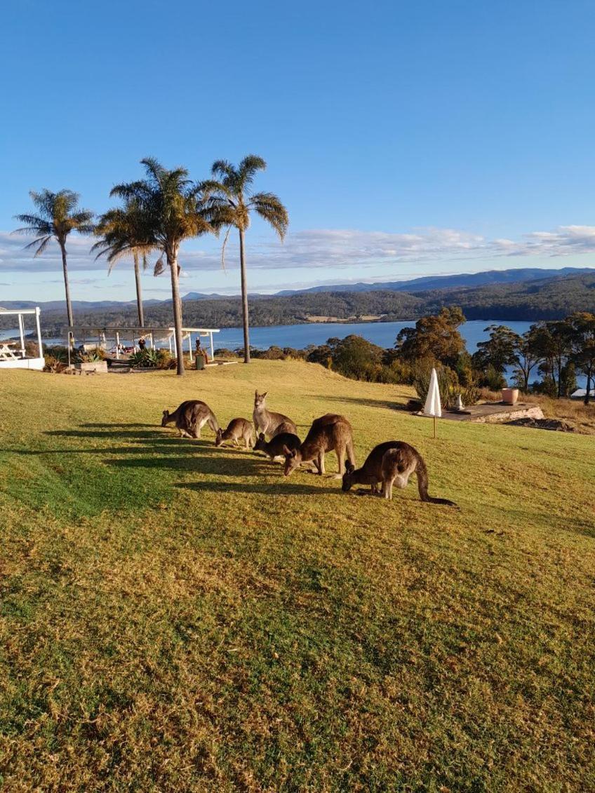 Norfolk Pines Motel Merimbula Exteriér fotografie