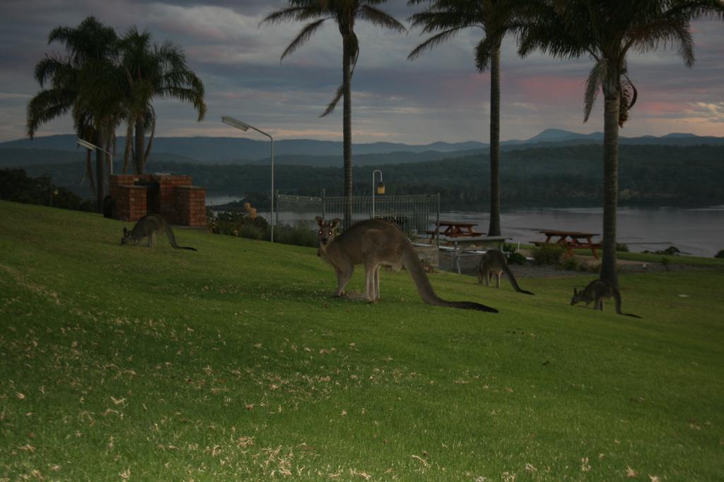 Norfolk Pines Motel Merimbula Exteriér fotografie